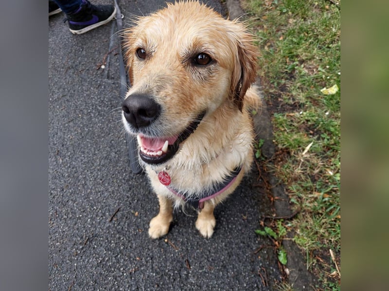 Golden Retriever Mix Hündin sucht ein neues Zuhause