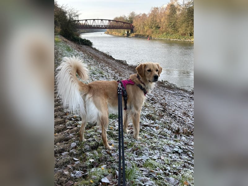 Golden Retriever Mix Hündin sucht ein neues Zuhause
