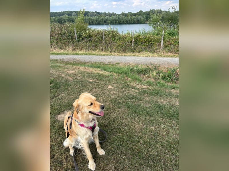 Golden Retriever Mix Hündin sucht ein neues Zuhause
