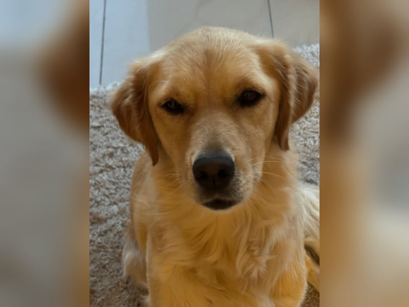 Neues Zuhause für meine Golden Retriever Mix Hündin Honey gesucht