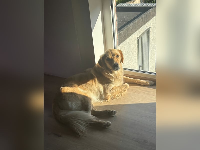 Neues Zuhause für meine Golden Retriever Mix Hündin Honey gesucht