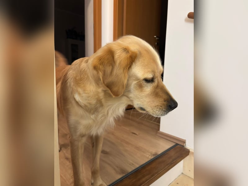 Neues Zuhause für meine Golden Retriever Mix Hündin Honey gesucht