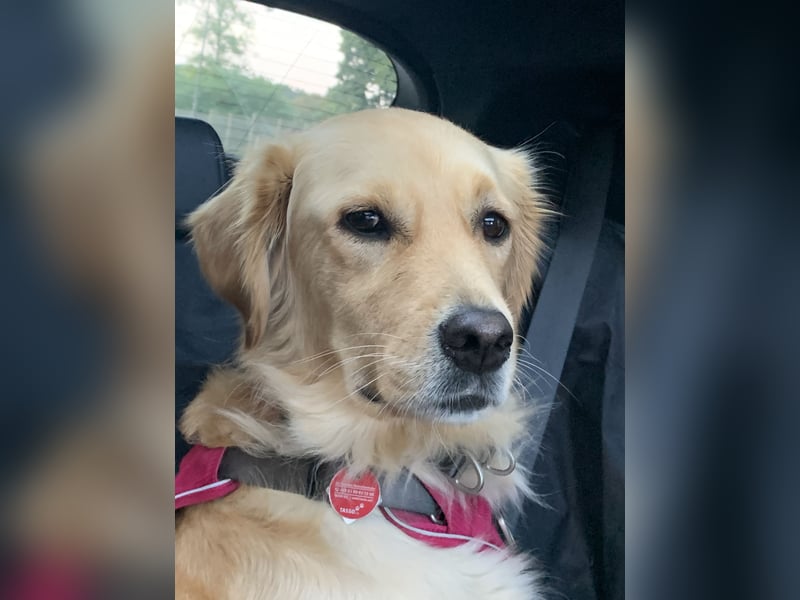 Golden Retriever Mix Hündin sucht ein neues Zuhause