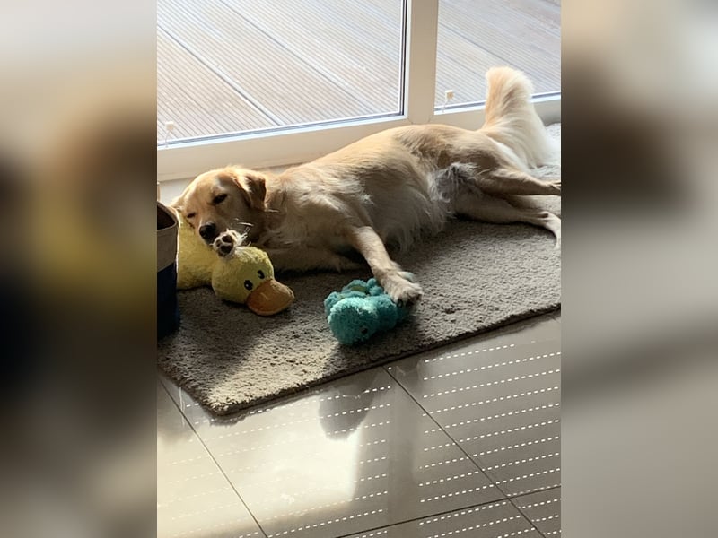 Golden Retriever Mix Hündin sucht ein neues Zuhause