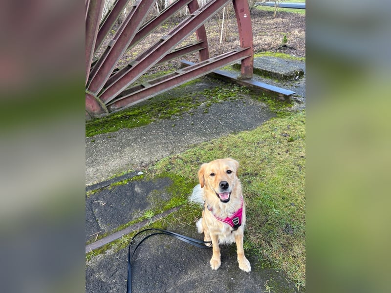 Neues Zuhause für meine Golden Retriever Mix Hündin Honey gesucht