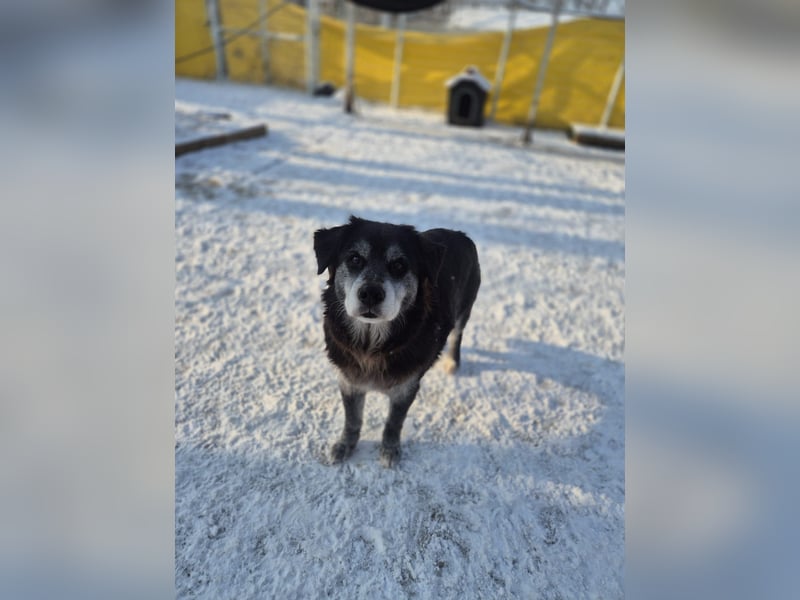 Anfängerhund mit goldener Seele