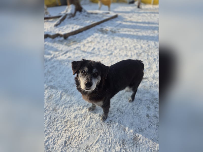 Anfängerhund mit goldener Seele