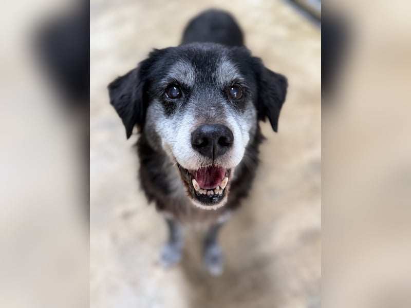 Anfängerhund mit goldener Seele
