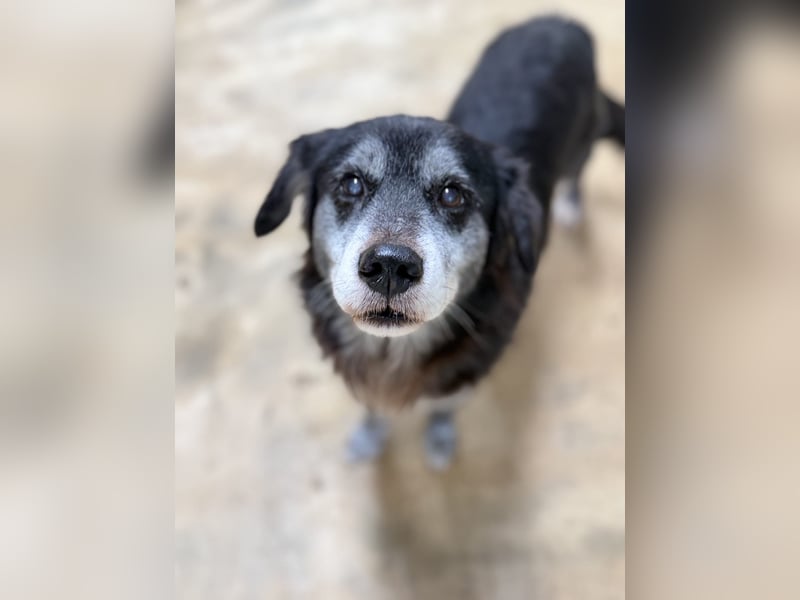 Anfängerhund mit goldener Seele