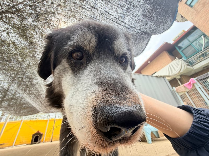Anfängerhund mit goldener Seele