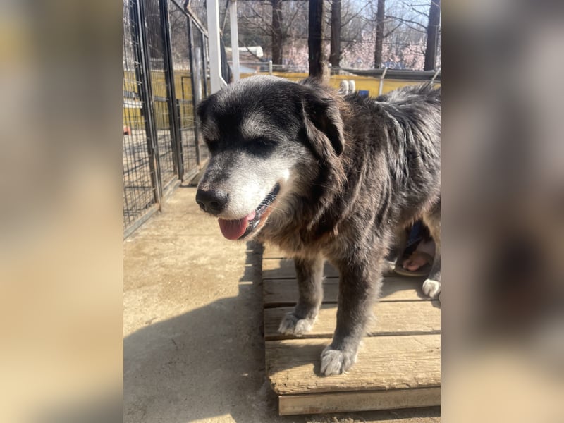 Anfängerhund mit goldener Seele