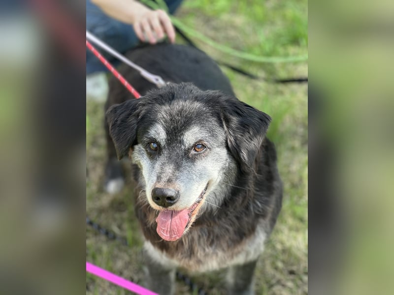 Anfängerhund mit goldener Seele