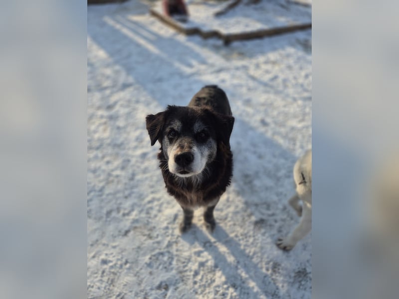 Anfängerhund mit goldener Seele