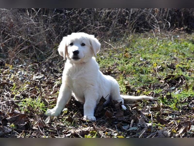 MONTY ca. 3-4 mon. Retriever-Cuvac-Mix-Junge