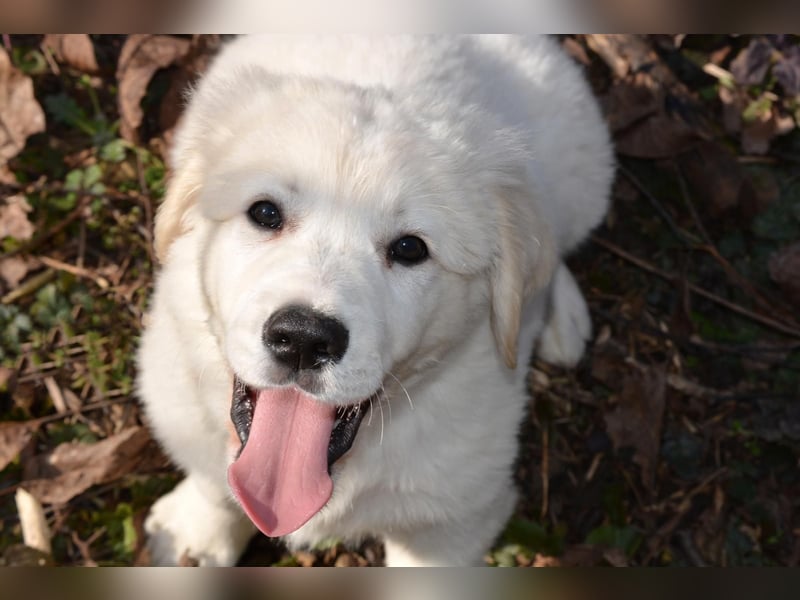 MONTY ca. 3-4 mon. Retriever-Cuvac-Mix-Junge