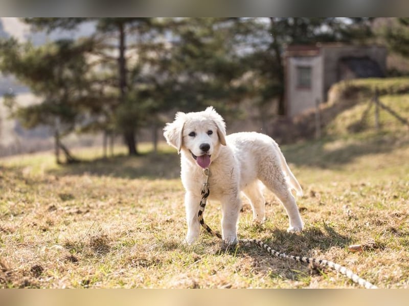 MONTY ca. 3-4 mon. Retriever-Cuvac-Mix-Junge