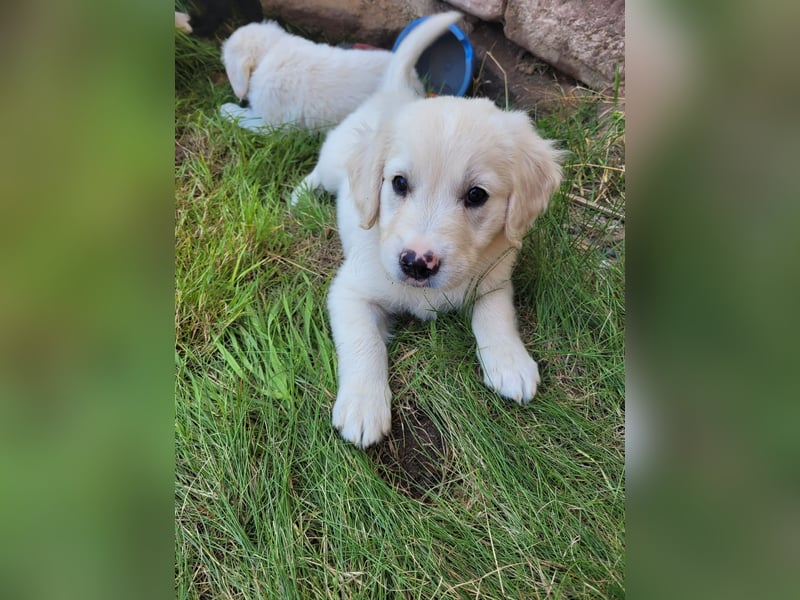 Golden Retriever x Labby/Border Collie Mix (Wurfankündigung)