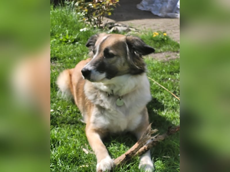 Golden Retriever x Labby/Border Collie Mix (Wurfankündigung)