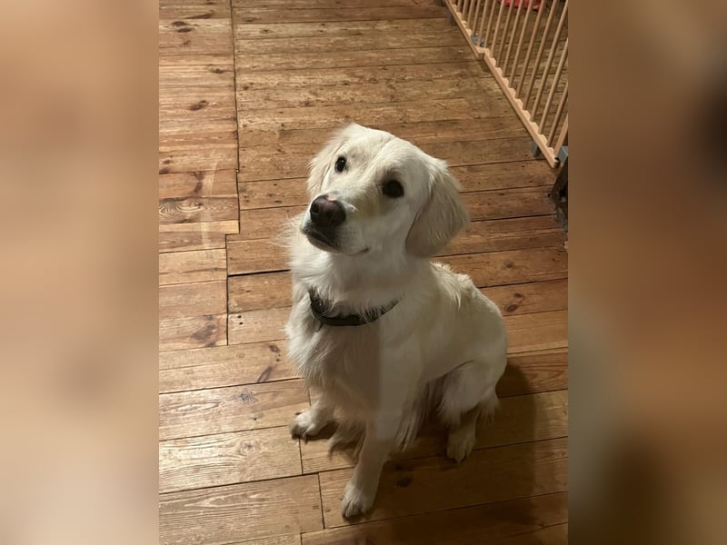 Süßer, sehr verschmuster Golden Retriever Deckrüde