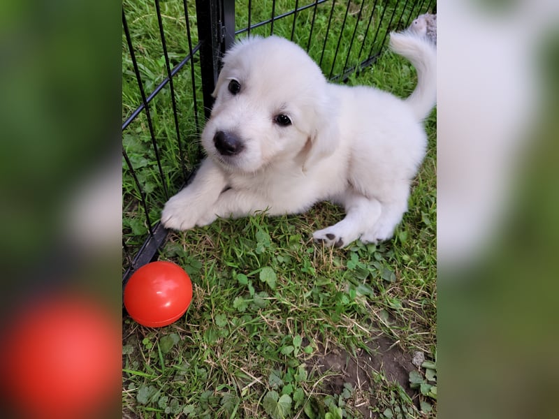 Golden Retriever x Labby/Border Collie Mix (Wurfankündigung)