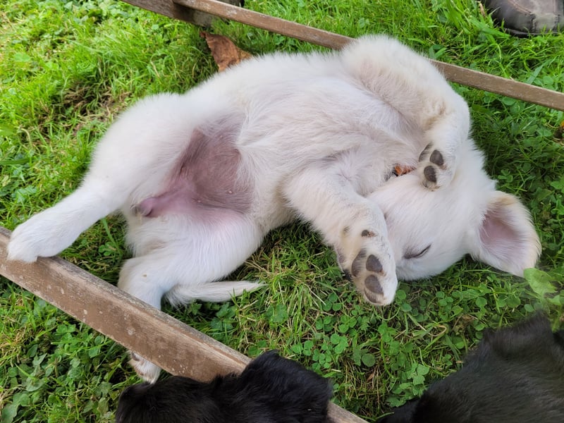 Golden Retriever x Labby/Border Collie Mix (Wurfankündigung)