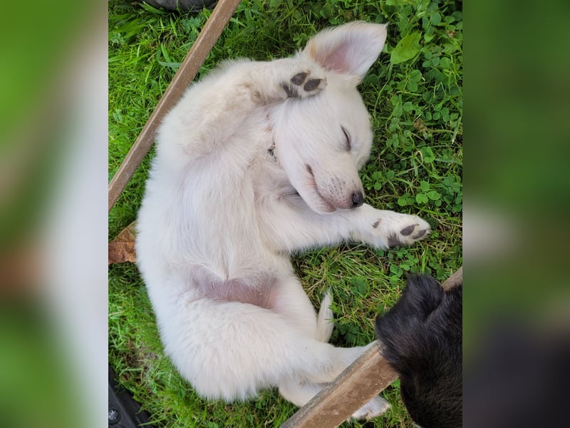 Golden Retriever x Labby/Border Collie Mix (Wurfankündigung)
