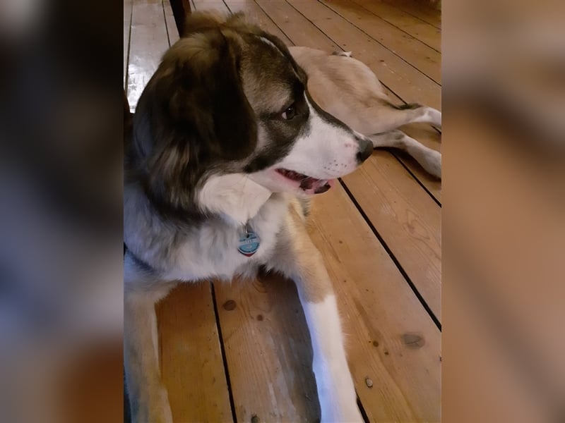 Golden Retriever x Labby/Border Collie Mix (Wurfankündigung)