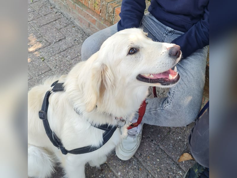 Süßer, sehr verschmuster Golden Retriever Deckrüde