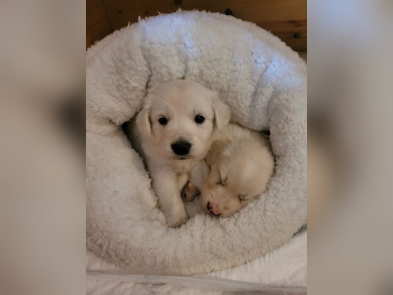 Golden Retriever x Labby/Border Collie Mix (Wurfankündigung)