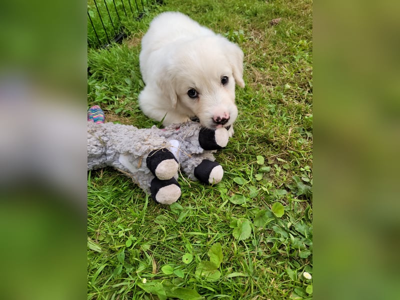 Golden Retriever x Labby/Border Collie Mix (Wurfankündigung)