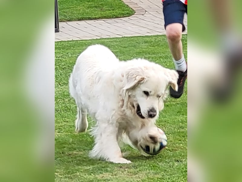 Golden Retriever x Labby/Border Collie Mix (Wurfankündigung)