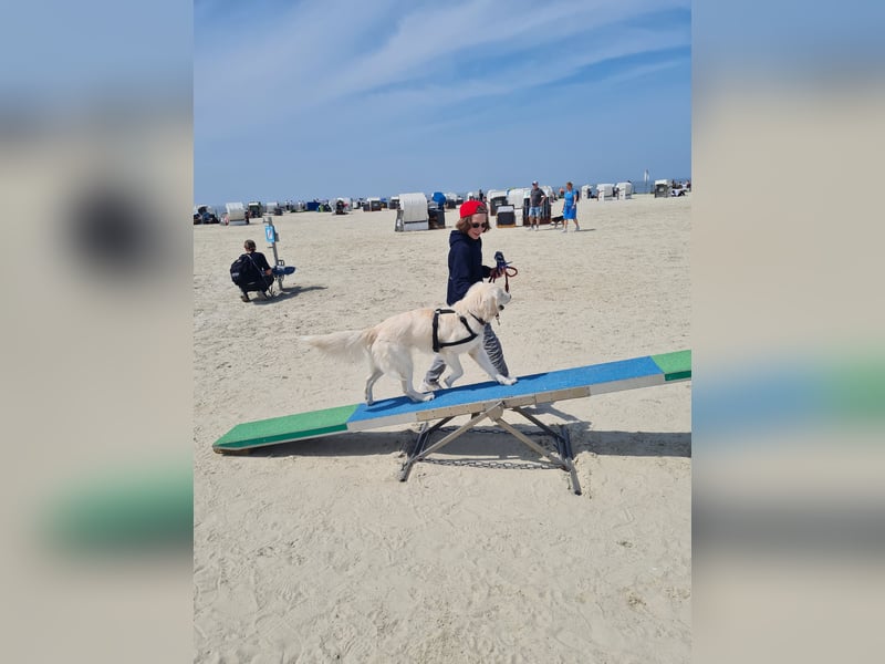 Süßer, sehr verschmuster Golden Retriever Deckrüde