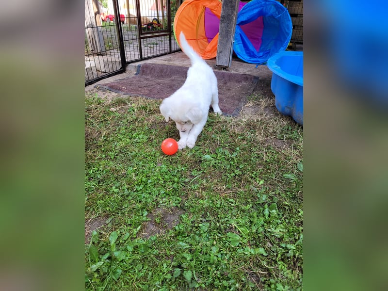 Golden Retriever x Labby/Border Collie Mix (Wurfankündigung)