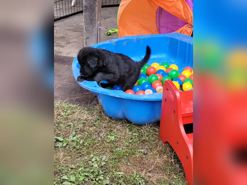 Golden Retriever x Labby/Border Collie Mix (Wurfankündigung)