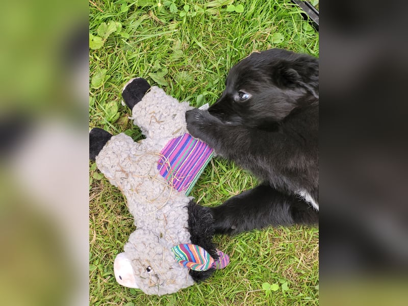 Golden Retriever x Labby/Border Collie Mix (Wurfankündigung)