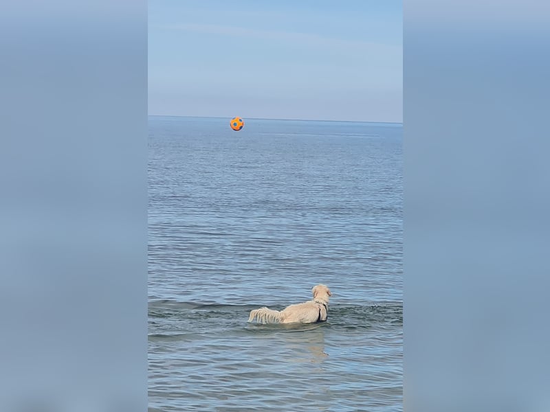 Süßer, sehr verschmuster Golden Retriever Deckrüde
