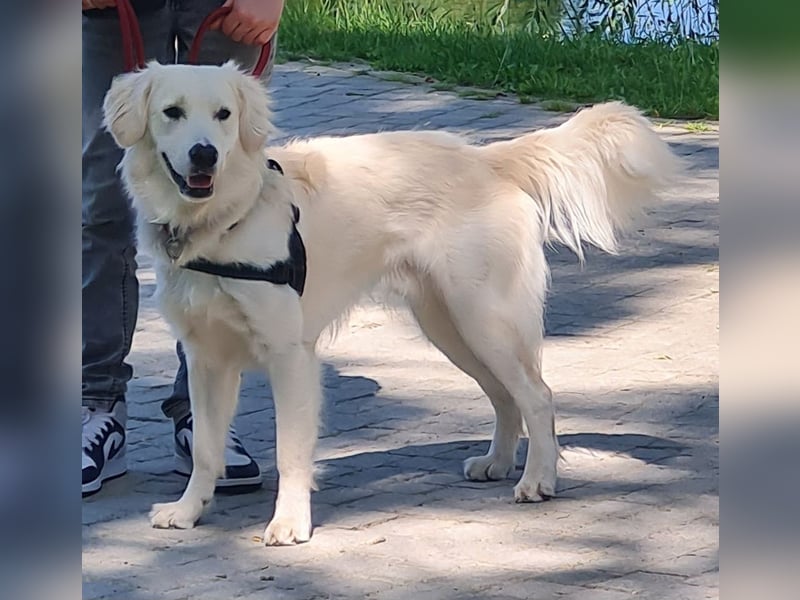 Golden Retriever Deckrüde