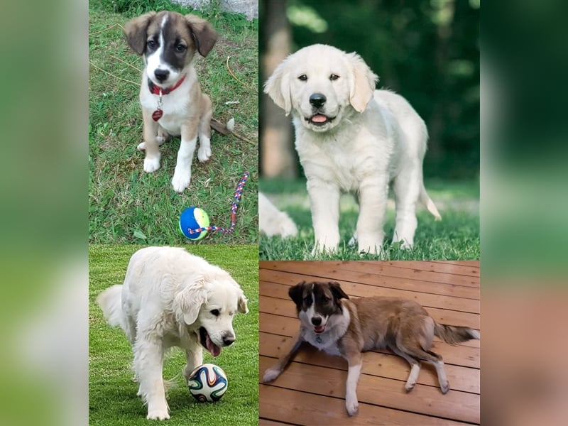 Golden Retriever x Labby/Border Collie Mix (Wurfankündigung)