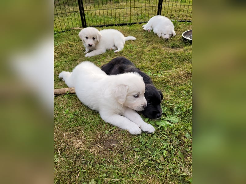 Golden Retriever x Labby/Border Collie Mix (Wurfankündigung)