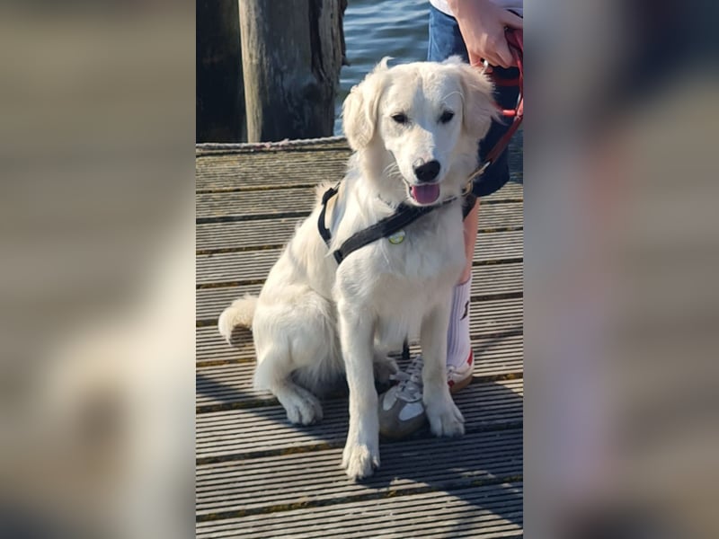 Golden Retriever Deckrüde