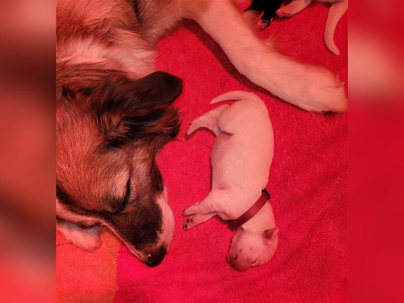 Golden Retriever x Labby/Border Collie Mix (Wurfankündigung)