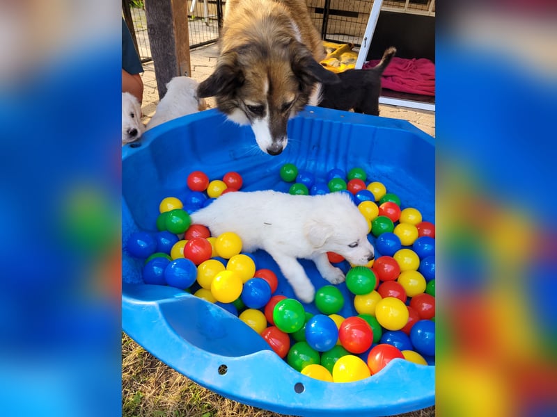 Golden Retriever x Labby/Border Collie Mix (Wurfankündigung)