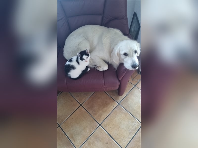 Golden Retriever Rüde zum decken!!!