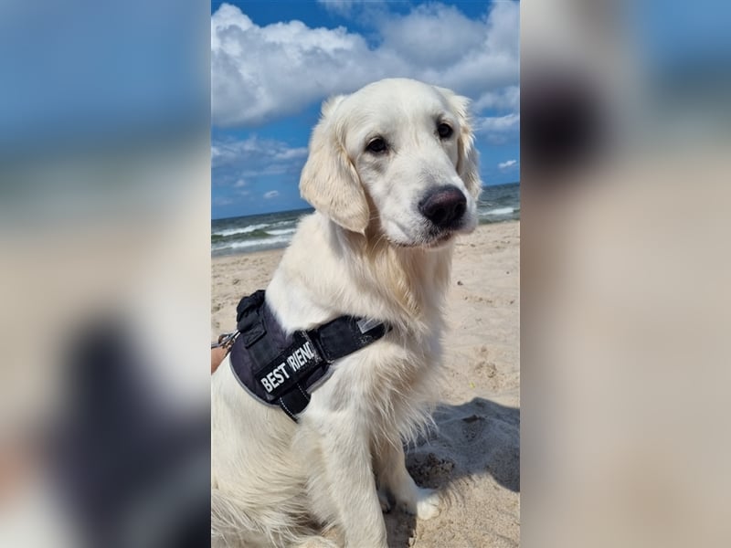 Golden Retriever Rüde zum decken!!!