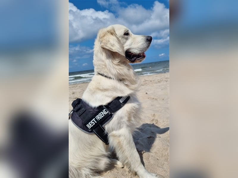 Golden Retriever Rüde zum decken!!!