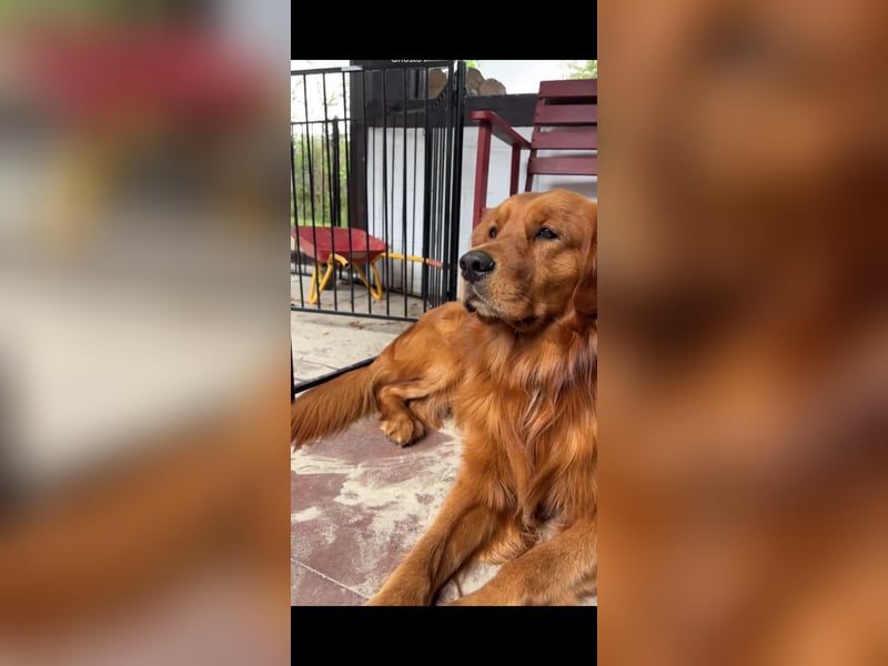 Exklusiver Dark Golden Retriever Deckrüde \"Don\" mit Top-Abstammung