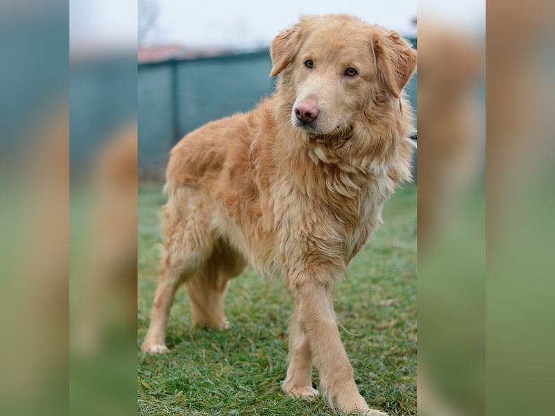 Feiner, sensibler und anfangs schüchterner Golden Retrievermischling Rudolph sucht ein Zuhause