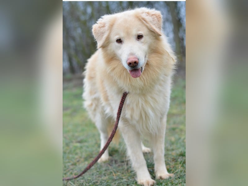 Freundlicher Retrievermischlingsrüde Koko sucht ein Zuhause