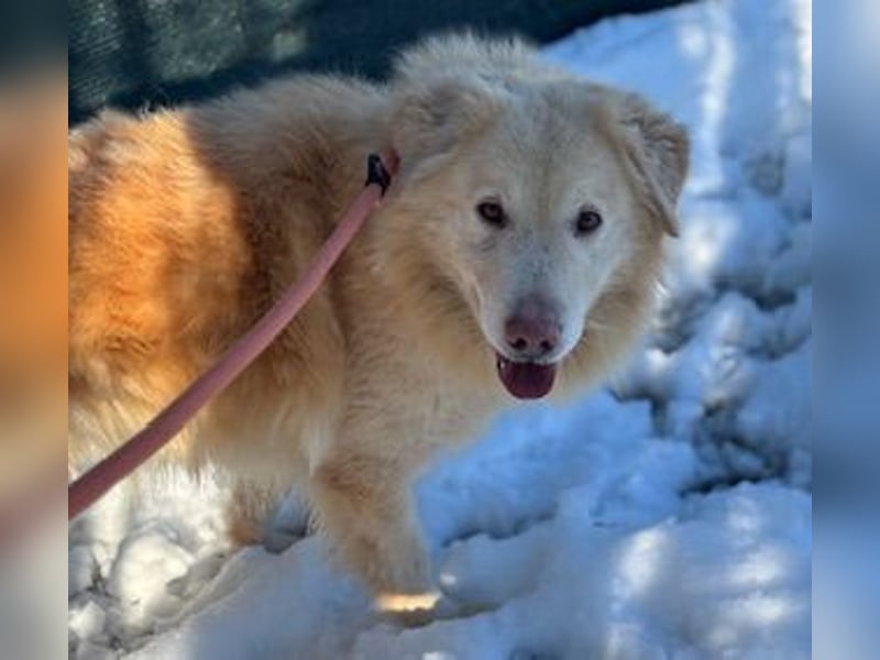 Freundlicher Retrievermischlingsrüde Koko sucht ein Zuhause