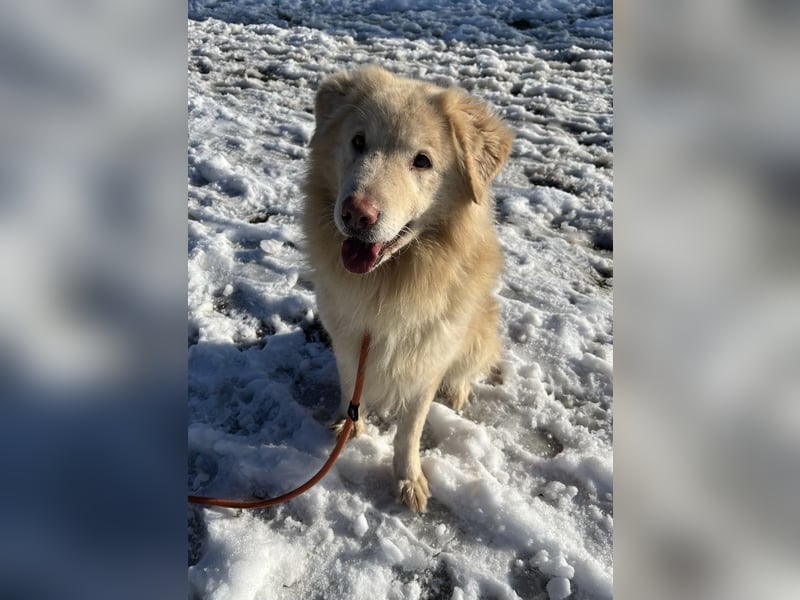 Freundlicher Retrievermischlingsrüde Koko sucht ein Zuhause